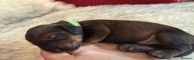 Miniature Dachshund Green collar