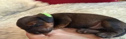 Miniature Dachshund dogs for sale: Show class mini longhair pups from Crufts winner  - Advert 20