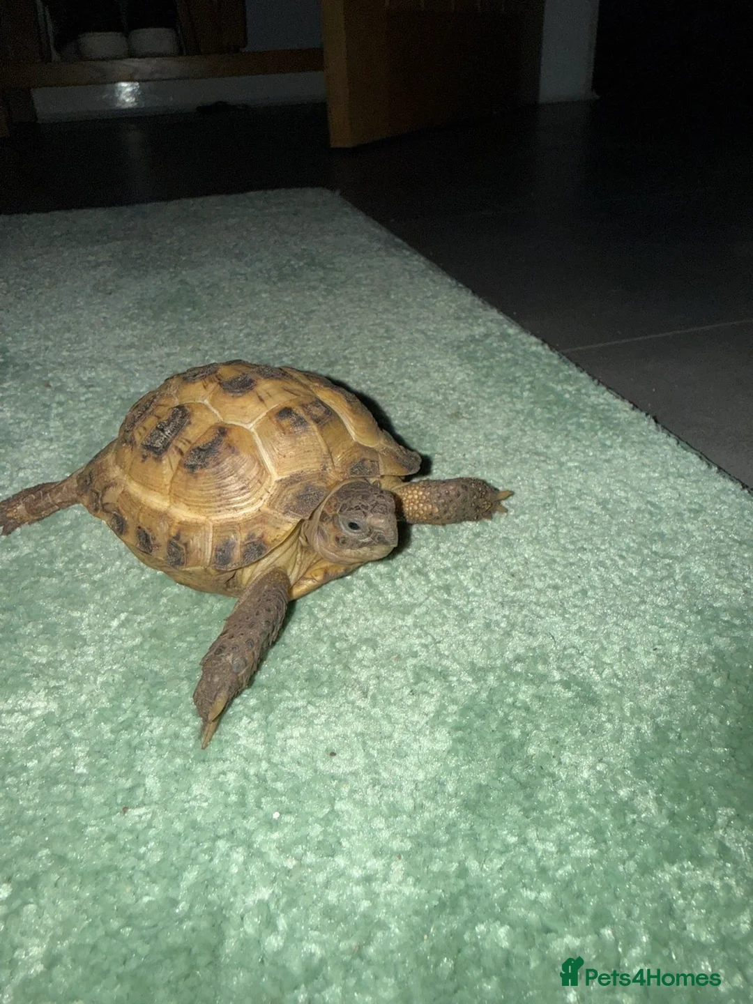 Tortoise reptiles for sale: 2 x Horsefield  tortoises  - Advert 1