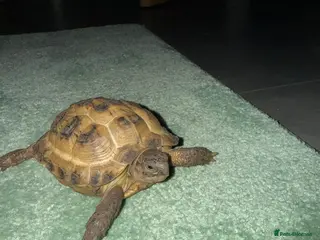 Tortoise reptiles 2 x Horsefield tortoises - Advert 2