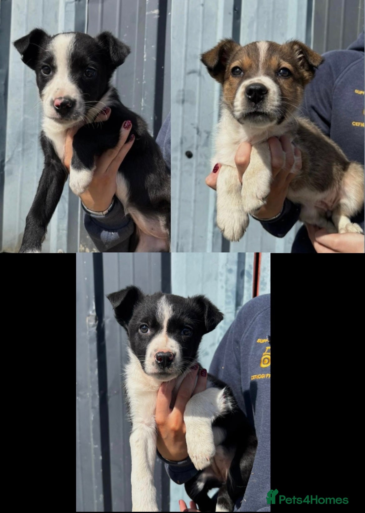 Border Collie dogs Gorgeous Border Collie Puppies 🩷 - Advert 1