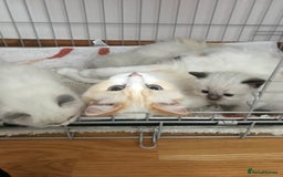 Ragdoll cats for sale: Beautiful Flame/ Cream Ragdoll kittens - Advert 2