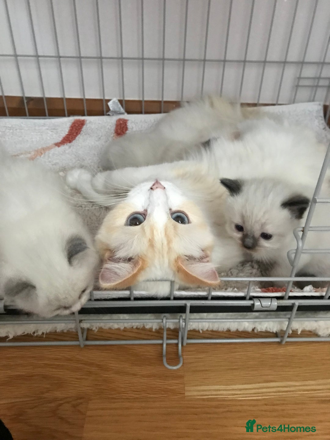 Ragdoll cats for sale: Beautiful Flame/ Cream Ragdoll kittens - Advert 2