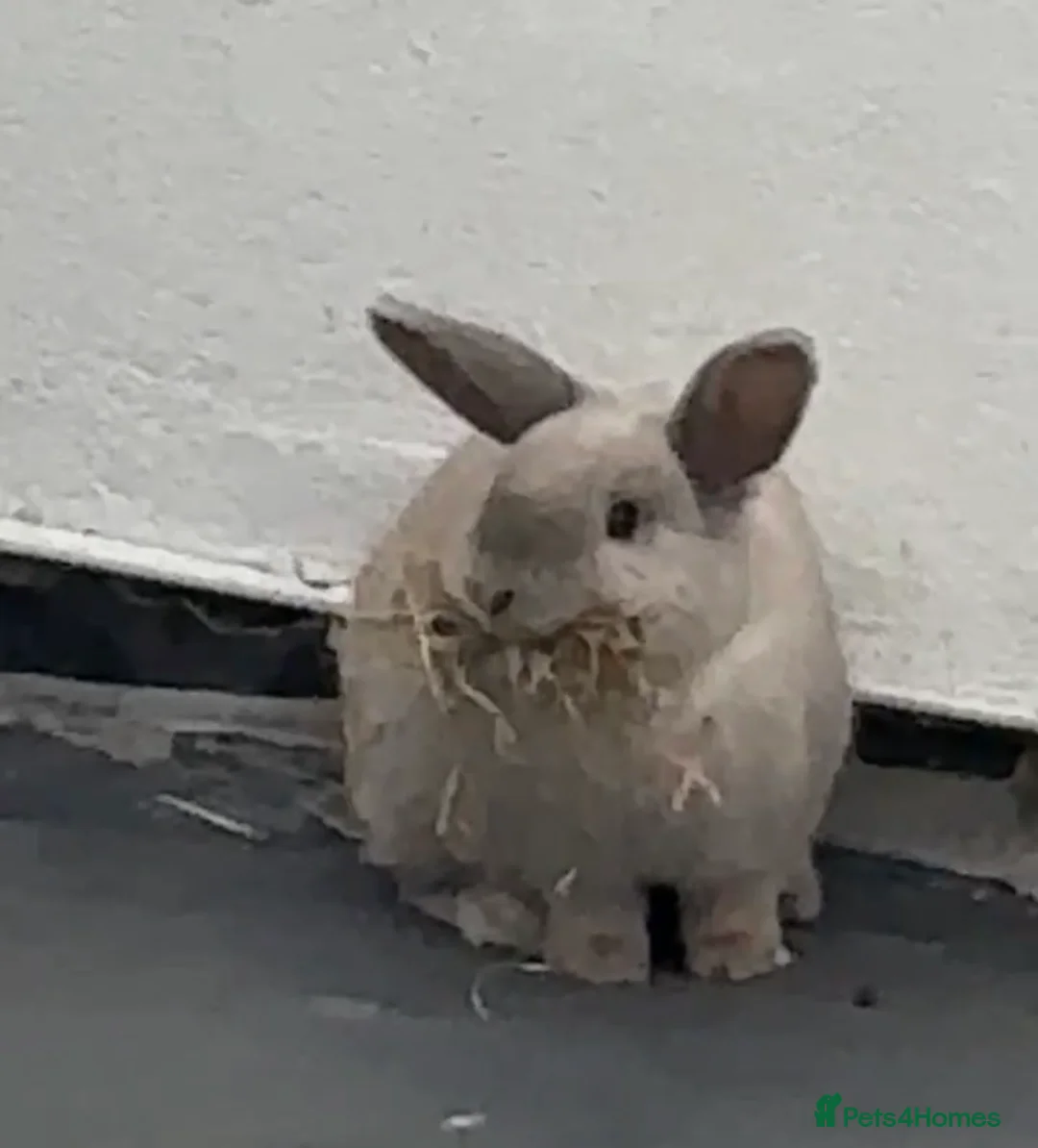 Mini Lop rabbits for sale: female mini lop needing a rehome - Advert 4