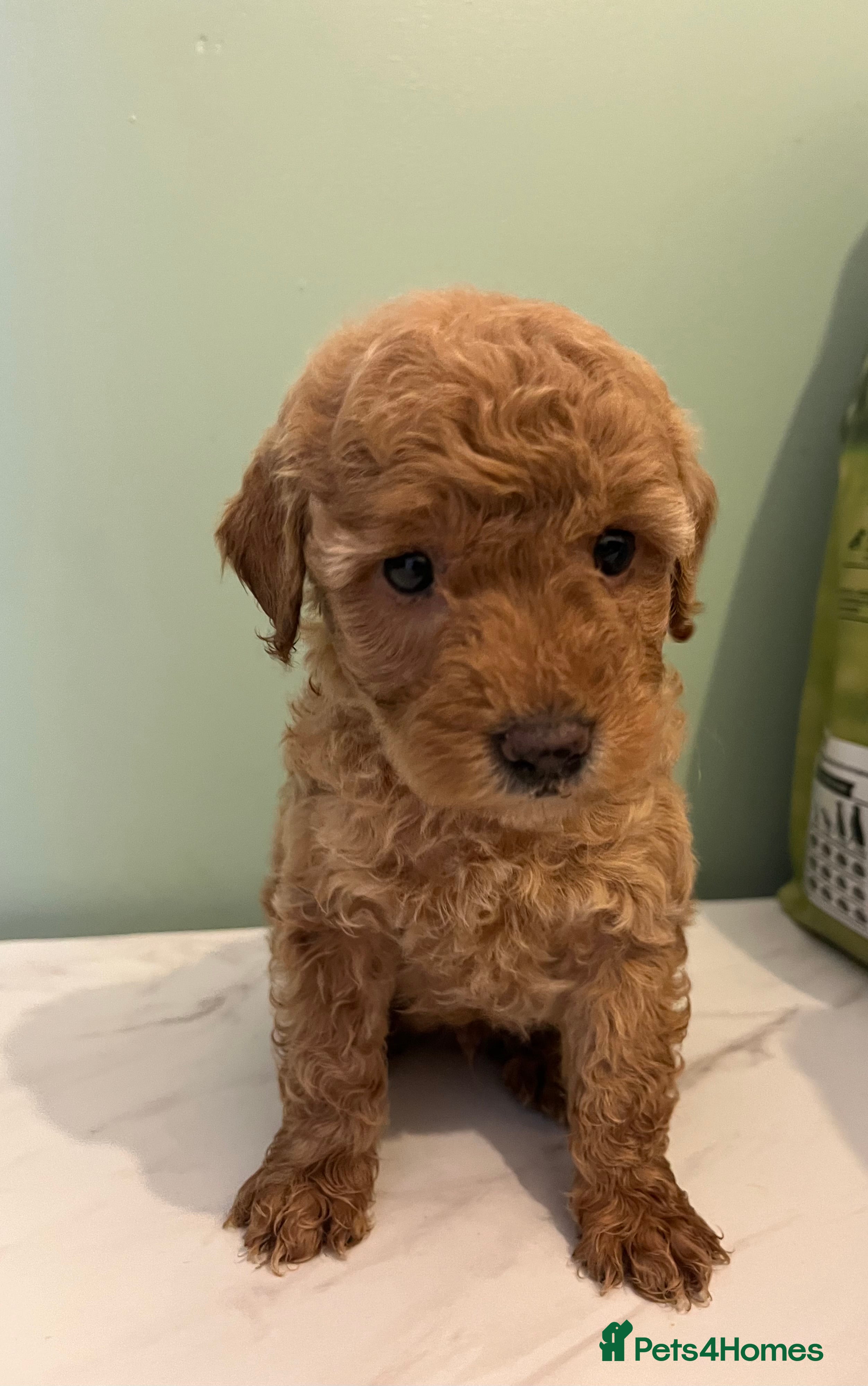 Miniature Poodle dogs Miniature poodle puppies  - Advert 4
