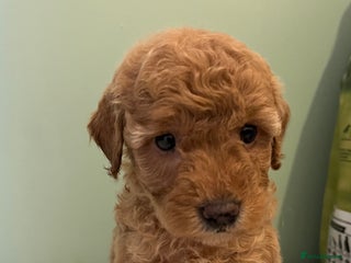 Miniature Poodle dogs Miniature poodle puppies - Advert 3