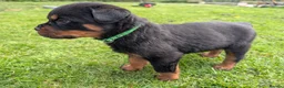 Rottweiler dogs for sale: Stunning Rottweiler puppies - Advert 12