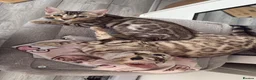 Bengal cats for sale: ✨ Exceptional Pure TICA Reg Bengal Kittens ✨  - Advert 3