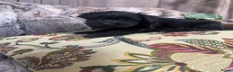 Miniature Schnauzer dogs for sale: Beautiful KC Miniature Schnauzers Black - Advert 18