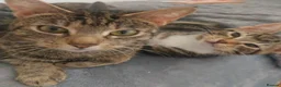 Mixed Breed cats for sale: Adorable kittens looking for loving home  - Advert 12