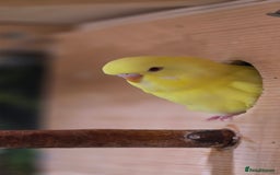 Budgerigars birds for sale: Young budgerigars for sale. - Image 7