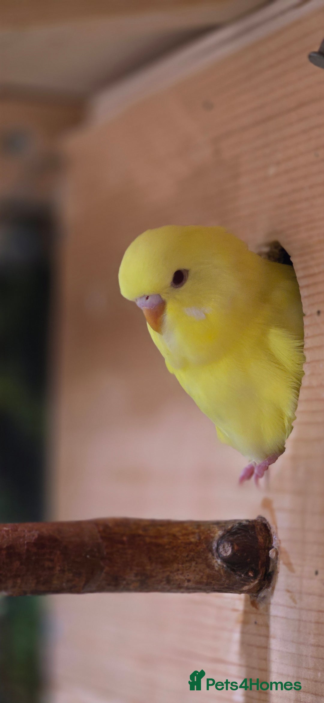 Budgerigars birds for sale: Young budgerigars for sale. - Image 7