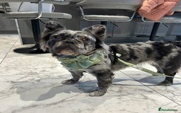 French Bulldog dogs for sale: 3 weeks old Fluffy french bulldog puppies - Image 18