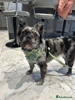 French Bulldog dogs 6 weeks old Fluffy french bulldog puppies - Advert 8