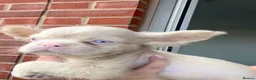 French Bulldog dogs for sale: BLUE AND PINK FLOODLES/FULL FLUFFY  FRENCH PUPPIES - Advert 35