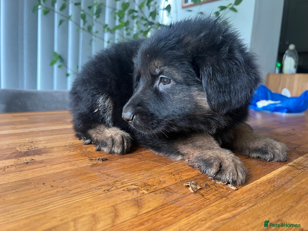 German Shepherd dogs for sale: German Shepherd Pups for Sale  - Image 16