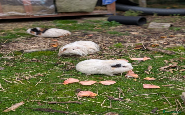 Guinea Pig rodents - Advert 4