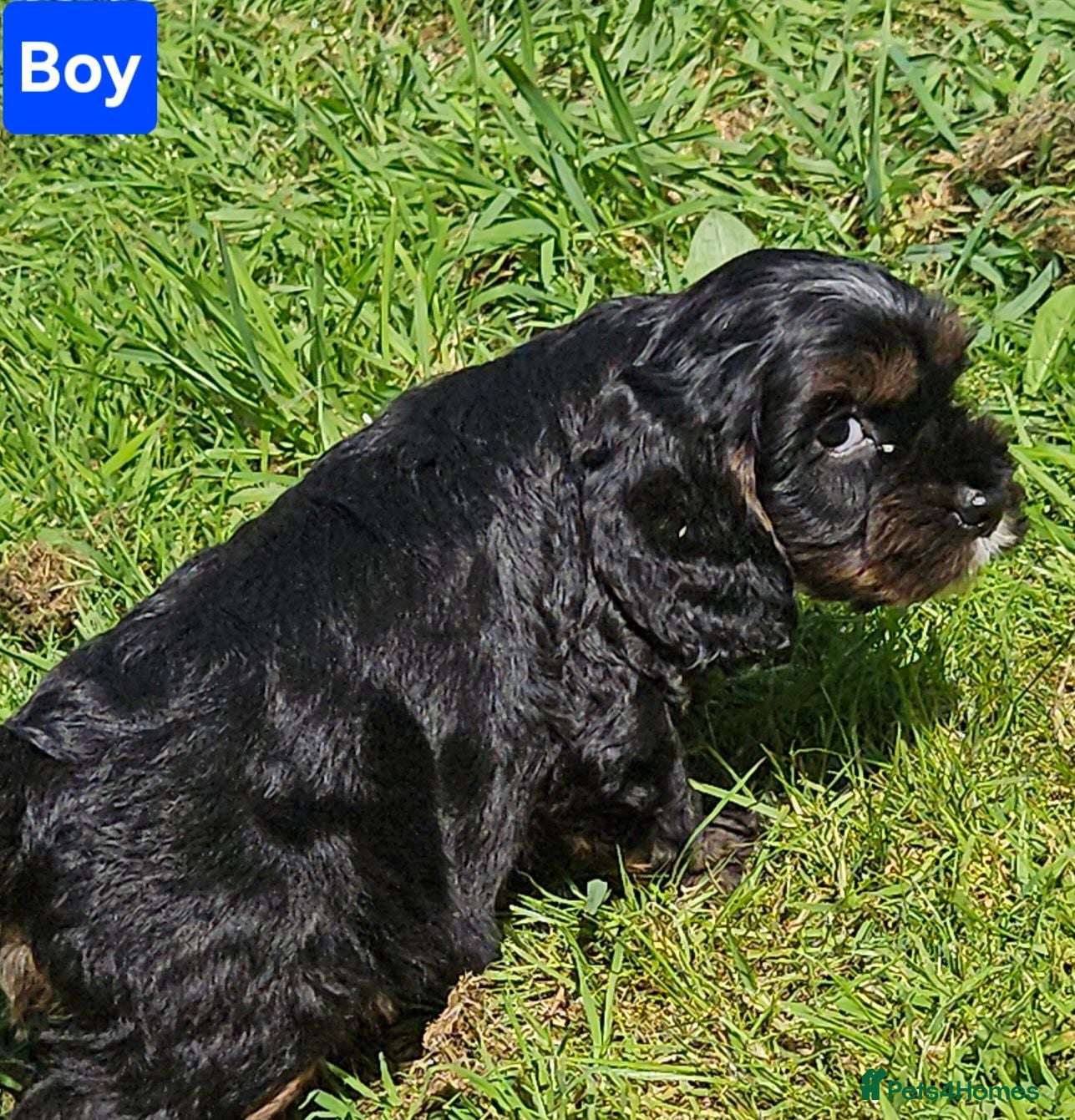 Mixed Breed dogs Beautiful cockapoo x cavalier puppies for sale  - Advert 1