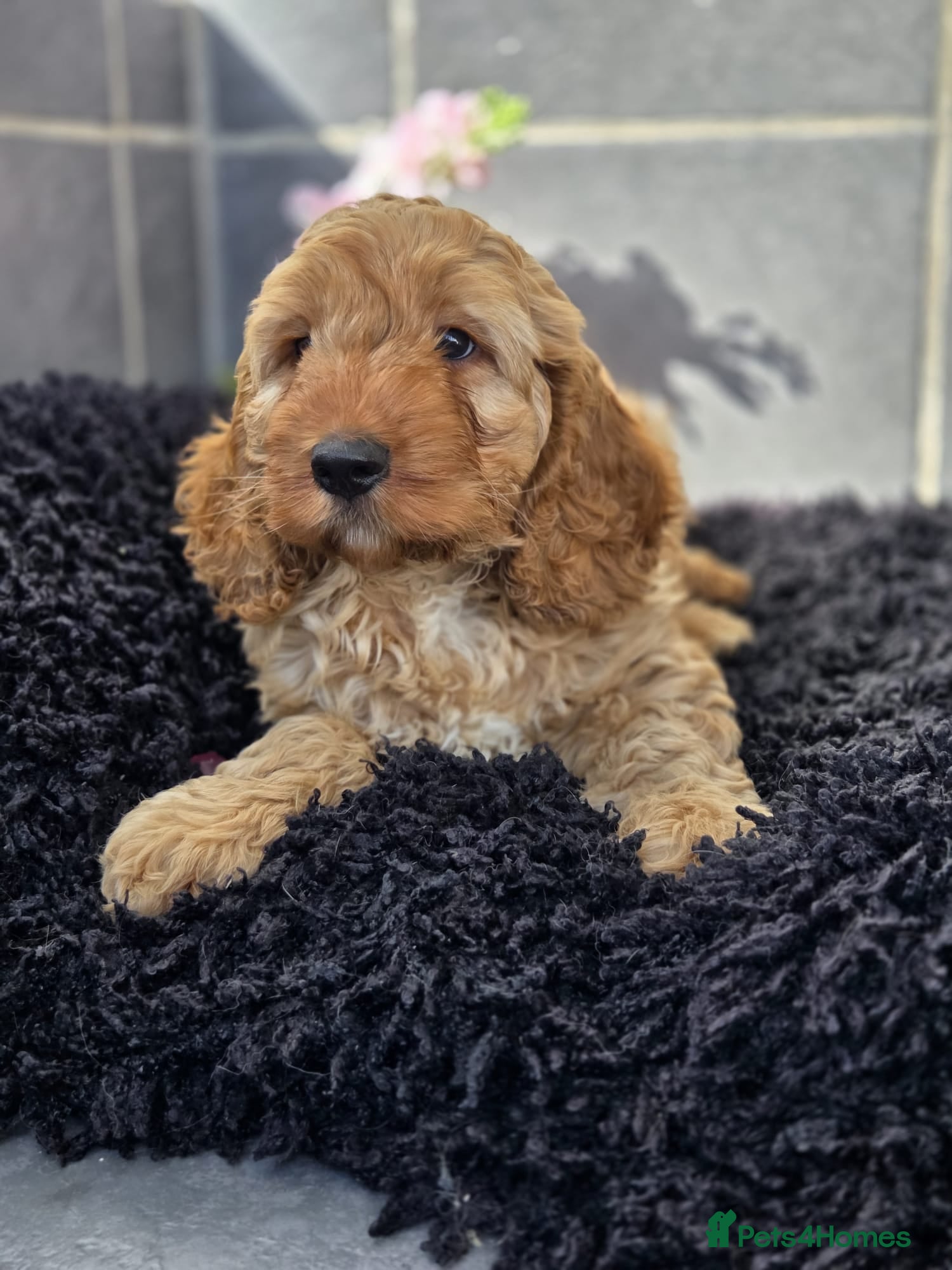 Cockapoo dogs Beautiful cockapoo pup - Advert 7