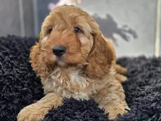 Cockapoo dogs Beautiful cockapoo pup - Advert 7