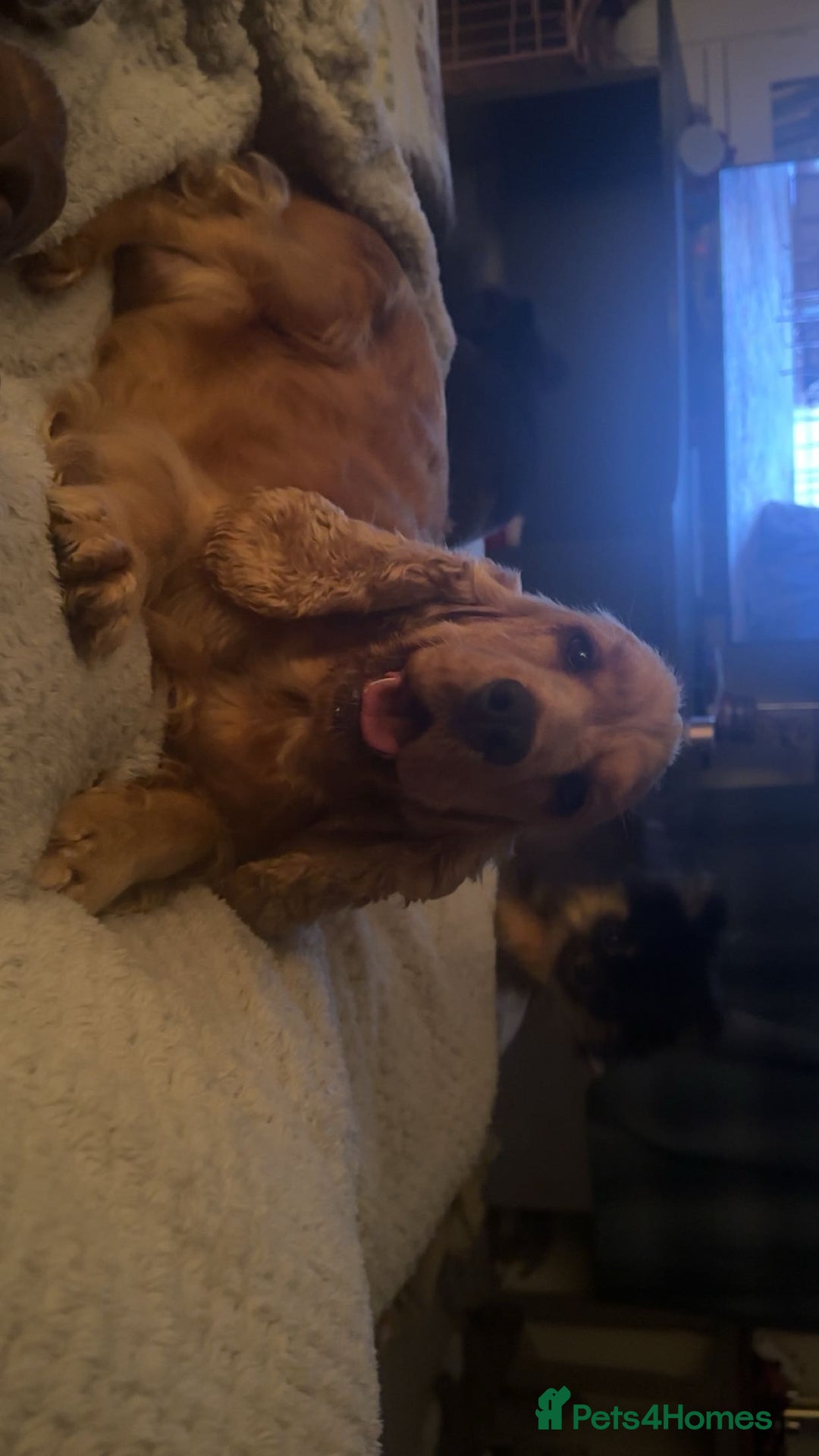 Cocker Spaniel dogs for sale: Health tested full show line puppies - Image 7