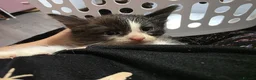 Mixed Breed cats for sale: Mixed kittens  - Advert 6