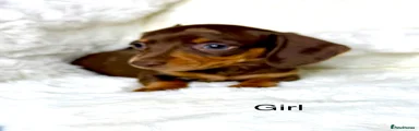 Miniature Dachshund 8
