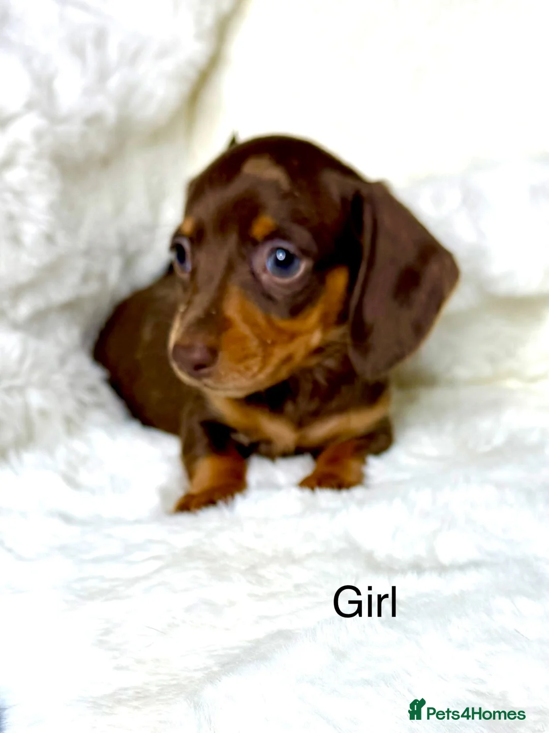 Miniature Dachshund dogs for sale: KC Reg Miniature Dachshund Puppies  in Sheffield - Advert 9
