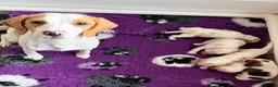 Beagle dogs for sale: Health Tested & Kennel Club Registered Beagle Pups - Advert 32