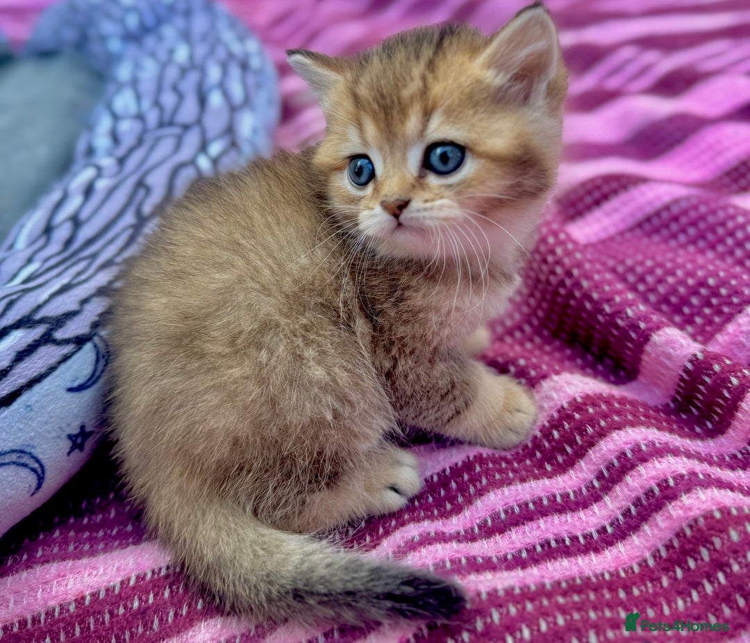 British Shorthair cats for sale: ✨🐾 Soft & Adorable Golden White Blue Kittens 🐾✨ - Image 12