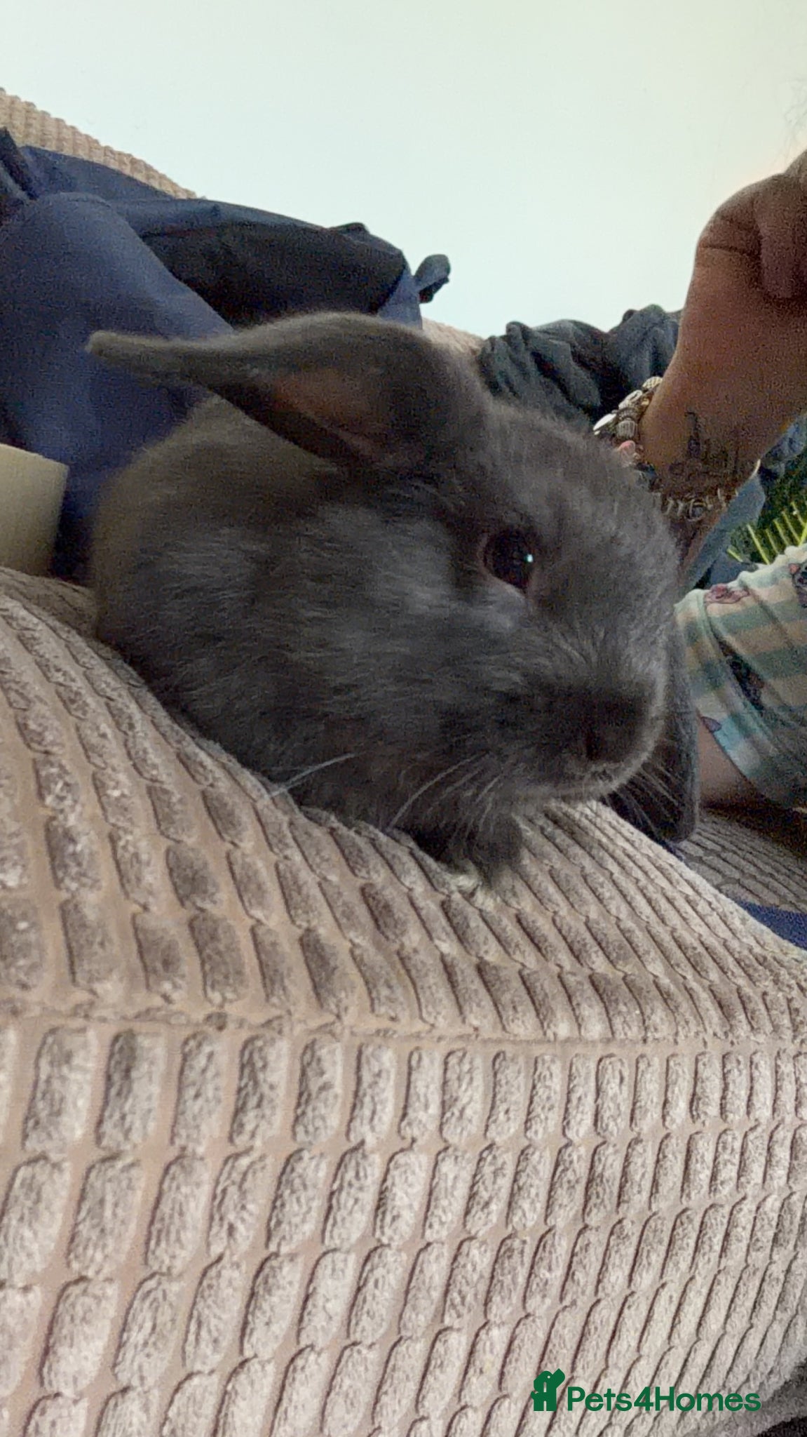 Mixed Breed rabbits Lionheadxminilop 8 have been RESEREVED.  - Advert 17