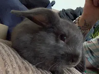 Mixed Breed rabbits Lionheadxminilop 8 have been RESEREVED. - Advert 17