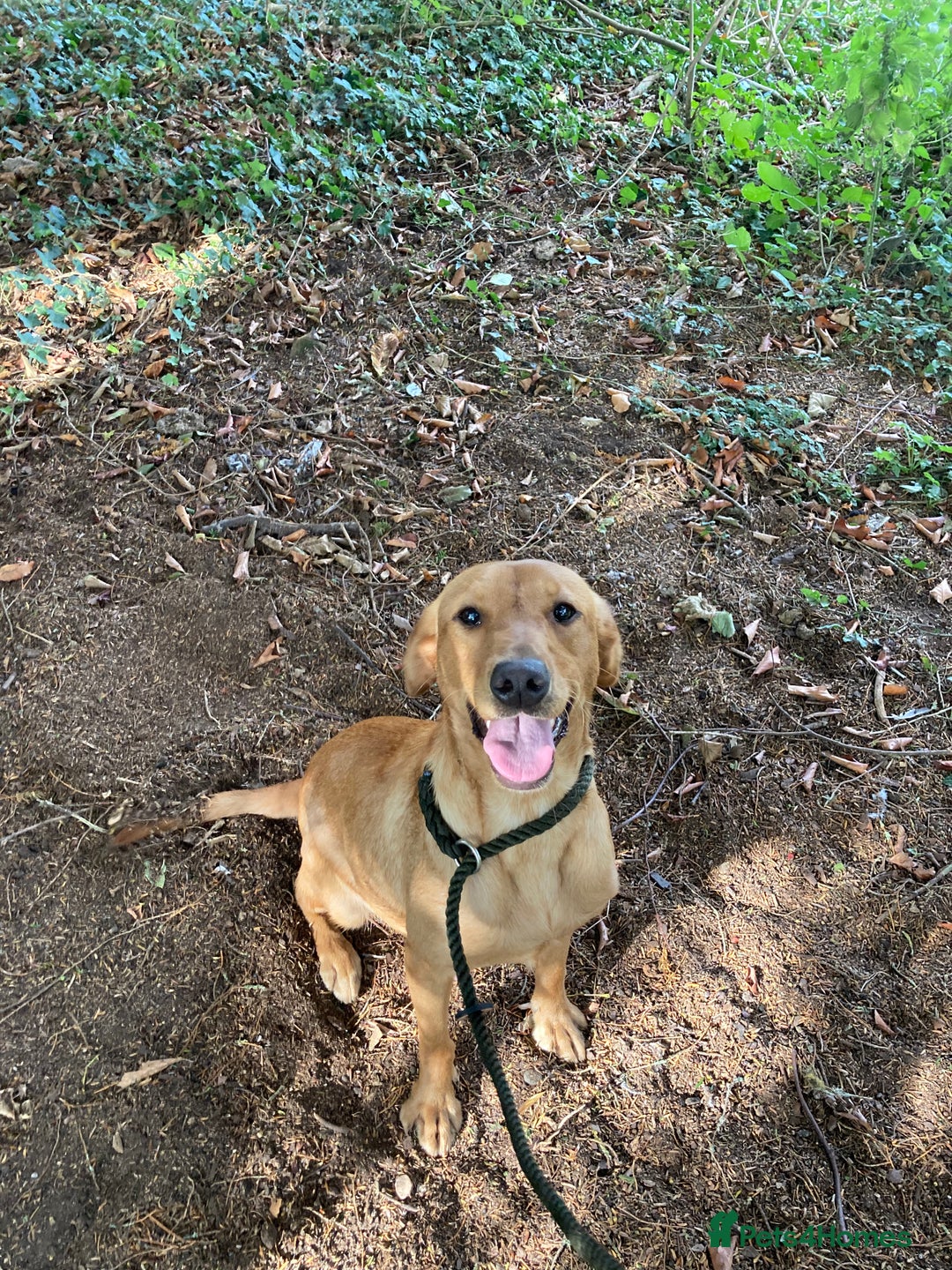 Mixed Breed dogs for sale: Stunning Work Labrador Mix  - Image 6