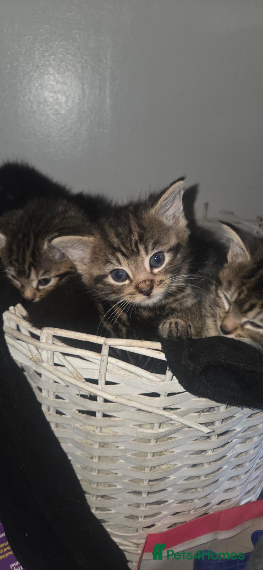 Mixed Breed cats Tabby kittens - Advert 2