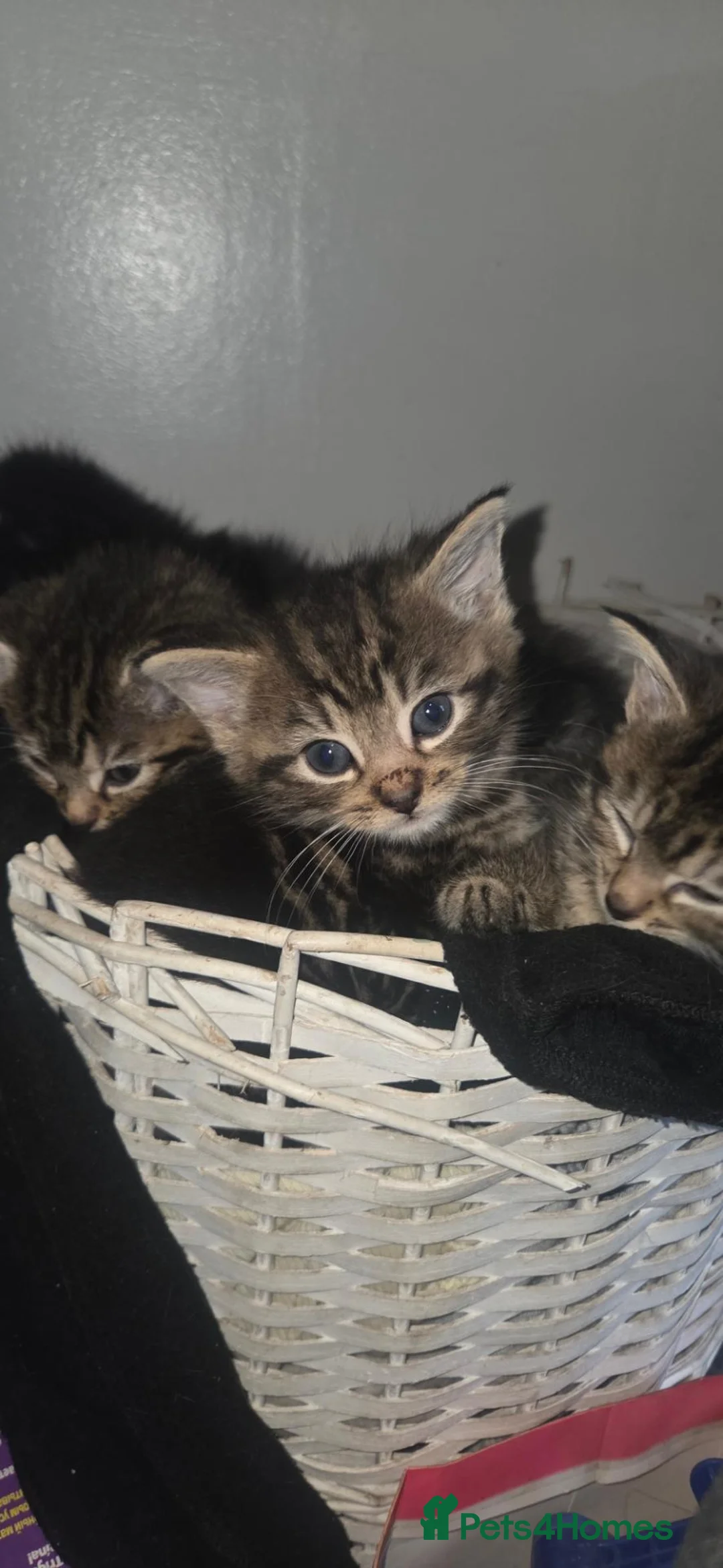 Mixed Breed cats for sale: Tabby kittens - Advert 1