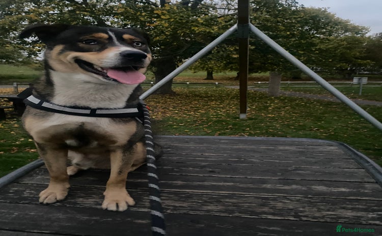 Mixed Breed dogs Siberian husky x lab  - Advert 14