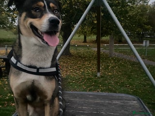 Mixed Breed dogs Siberian husky x lab - Advert 1