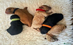 Cavapoo dogs for sale: Miniature cavapoo f1bb puppies - Image 1
