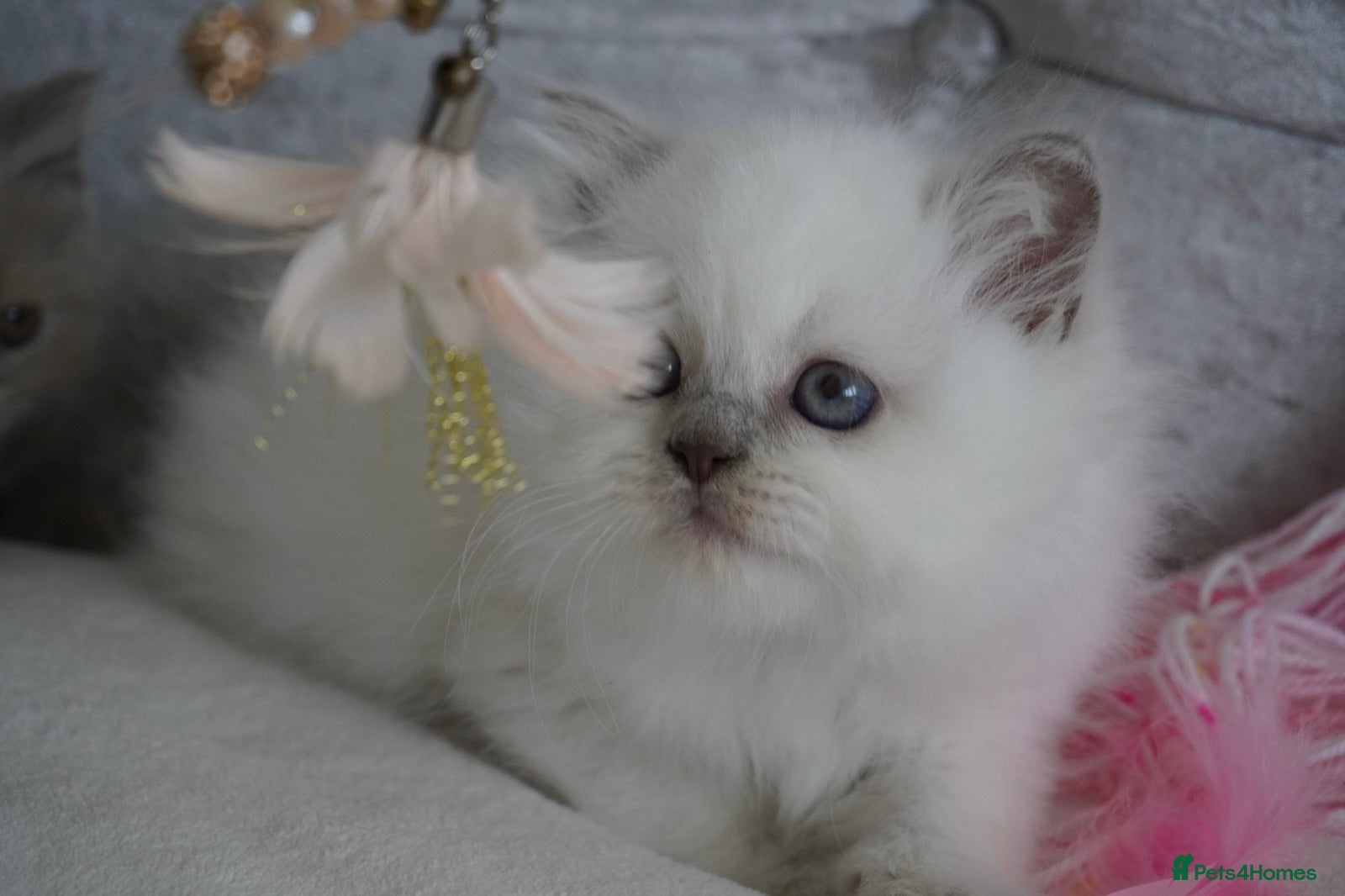 Scottish Fold cats 👑Beautiful Scottish Straight👑 - Advert 6