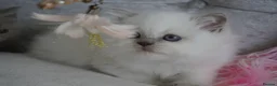 Scottish Fold cats for sale: 👑Beautiful Scottish Straight👑 - Advert 1