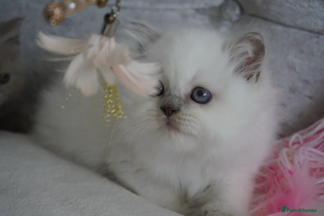 Scottish Fold cats for sale: 👑Beautiful Scottish Straight👑 - Advert 1
