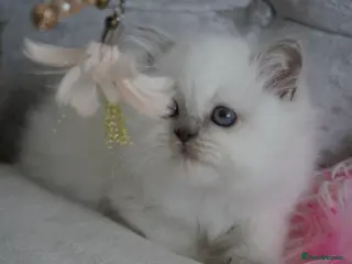 Scottish Fold cats 👑Beautiful Scottish Straight👑 - Advert 4