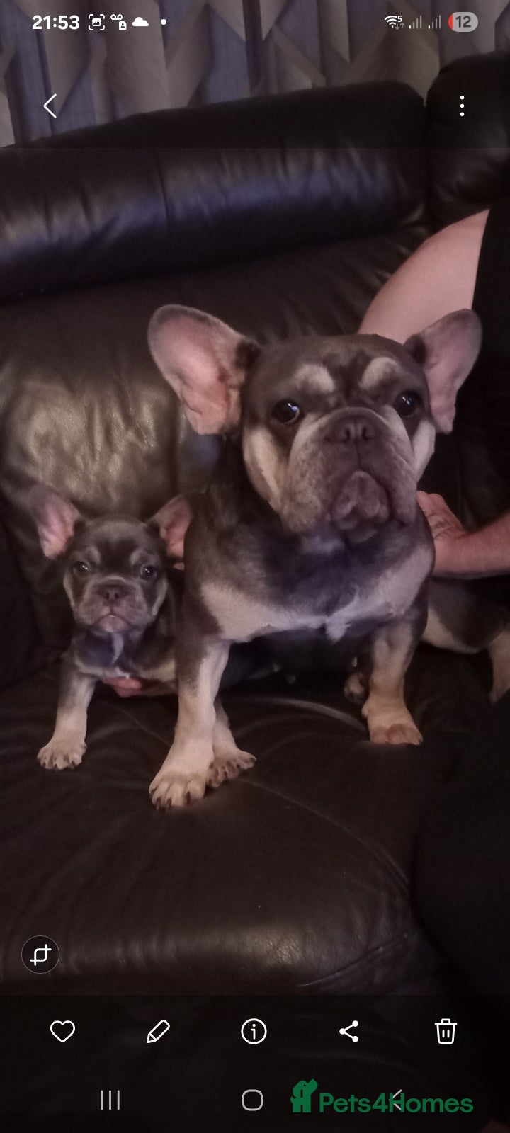 French Bulldog dogs Puppy for sale  - Advert 10