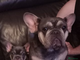 French Bulldog dogs - Advert 22