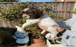Cocker Spaniel dogs for sale: Cocker spaniel puppies  - Image 4