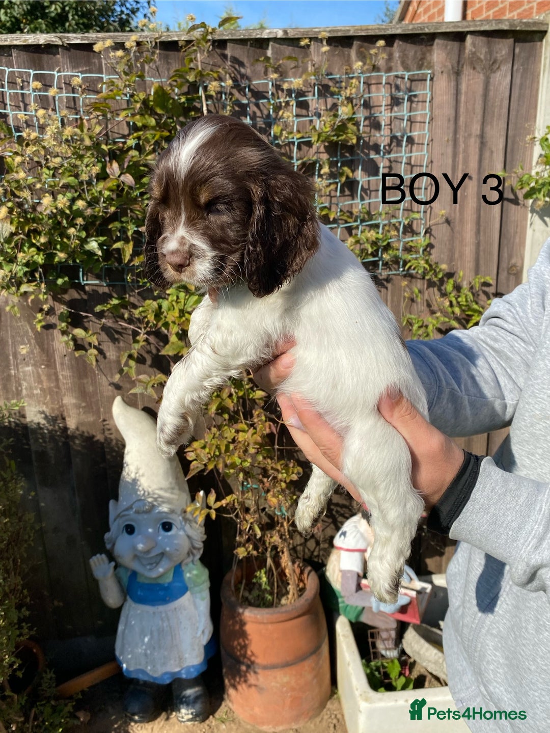 Cocker Spaniel dogs for sale: Cocker spaniel puppies  - Image 4