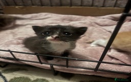 Domestic Shorthair cats for sale: Kittens - Image 9