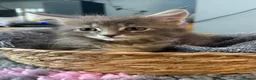Maine Coon cats for sale: Beautiful Maine Coon kittens **READY NOW*** - Advert 5