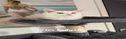 Maine Coon cats for sale: Pure White Full Breed Maine Coon Girl - Advert 3