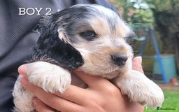 Cocker Spaniel dogs for sale: Blue Roan Tan-Sable Cocker Spaniel– KC bloodline - Image 18